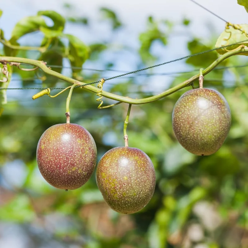 Purple Passion Fruit Vine Live Plant – 5 to 7 Inch Rooted Plant – Outdoor - Image 5