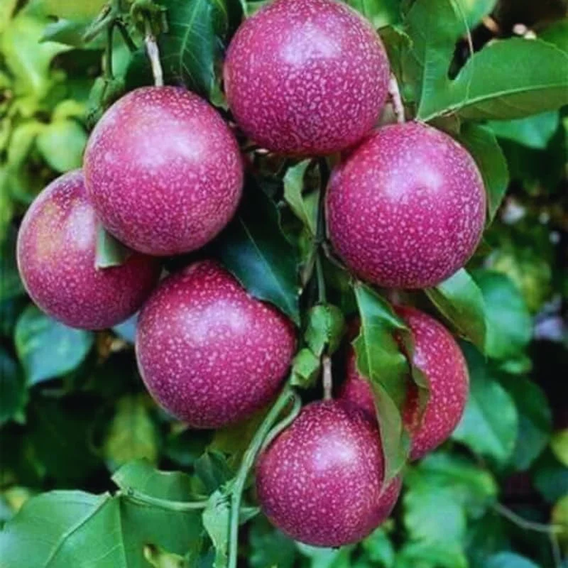 Purple Passion Fruit Vine Live Plant – 5 to 7 Inch Rooted Plant – Outdoor - Image 1