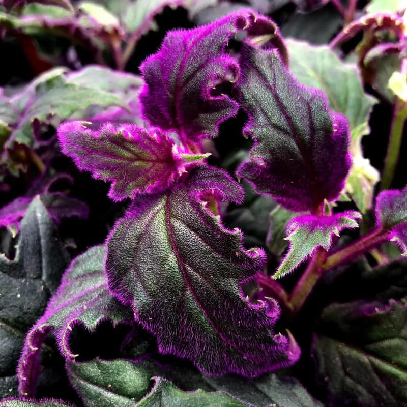 Purple Passion Gynura Live Plant – 2 Velvet Houseplants, 4-9 Inch Tall - Image 2