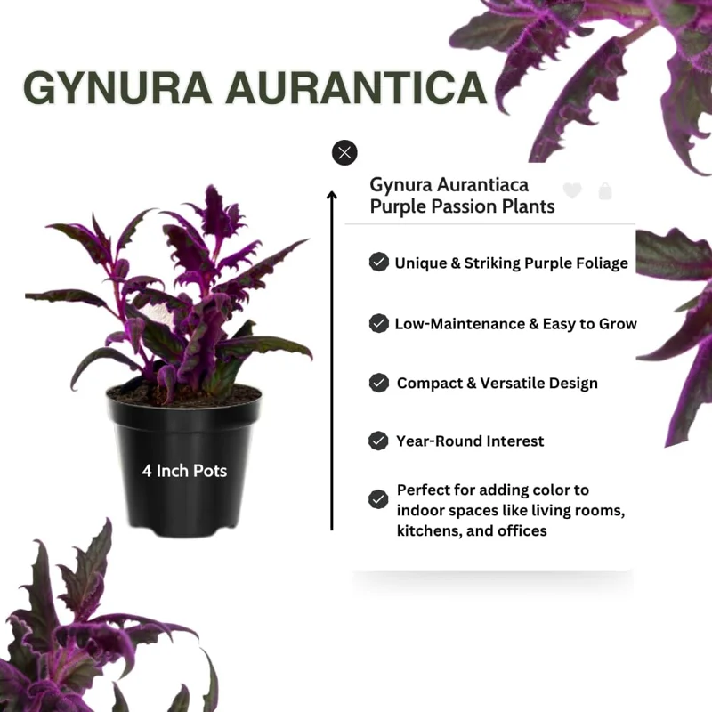Purple Passion Gynura Live Plant – 2 Velvet Houseplants, 4-9 Inch Tall - Image 3