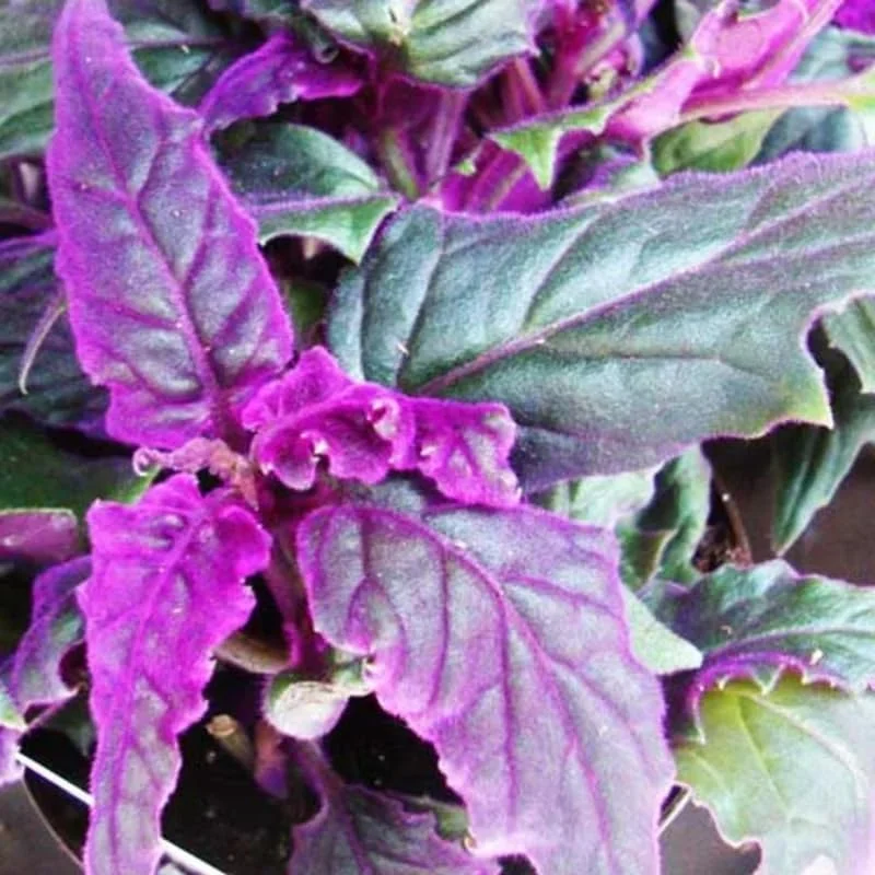 Purple Passion Gynura Live Plant – 2 Velvet Houseplants, 4-9 Inch Tall - Image 5