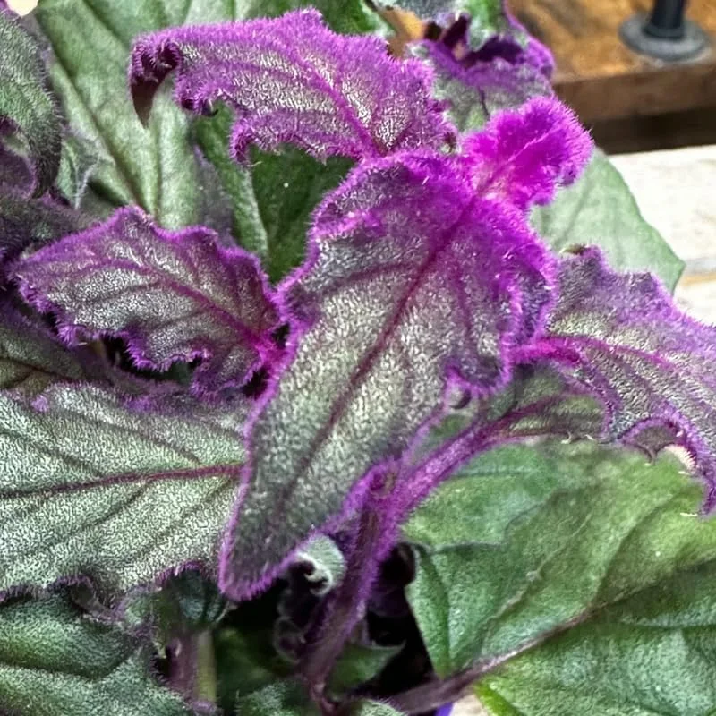 Purple Passion Gynura Live Plant – 2 Velvet Houseplants, 4-9 Inch Tall - Image 6