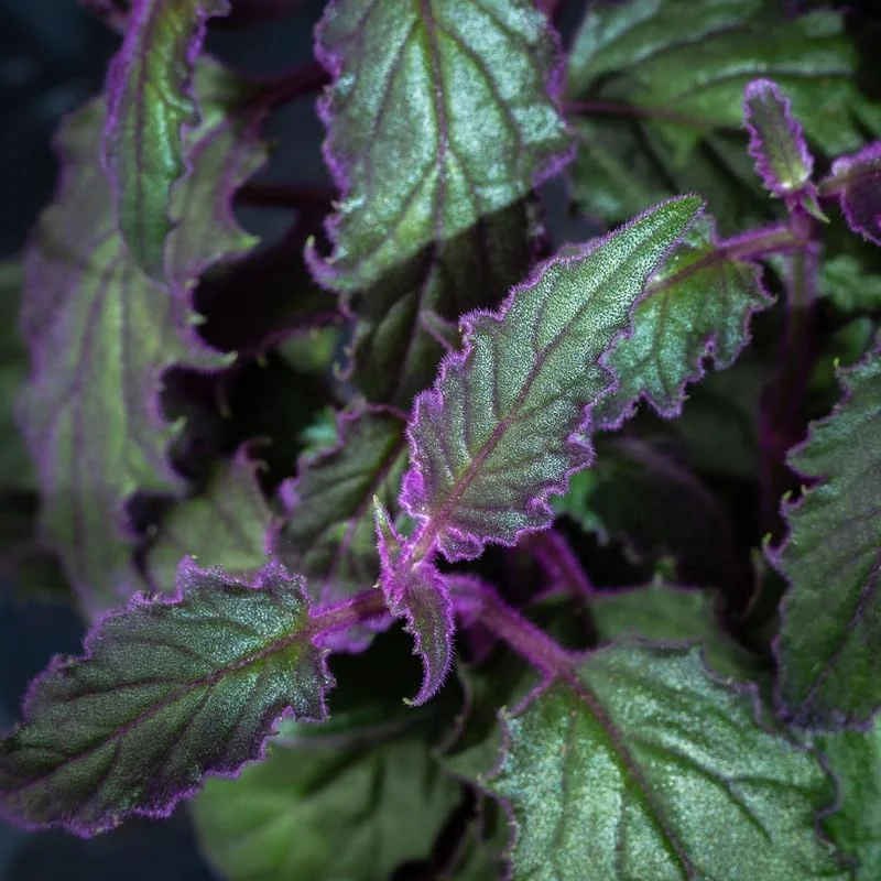 Purple Passion Gynura Live Plant – 2 Velvet Houseplants, 4-9 Inch Tall - Image 7