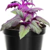 Purple Passion Gynura Live Plant – 2 Velvet Houseplants, 4-9 Inch Tall - Image 1