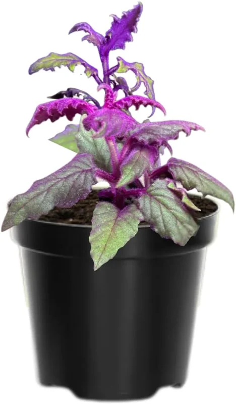 Purple Passion Gynura Live Plant – 2 Velvet Houseplants, 4-9 Inch Tall - Image 1