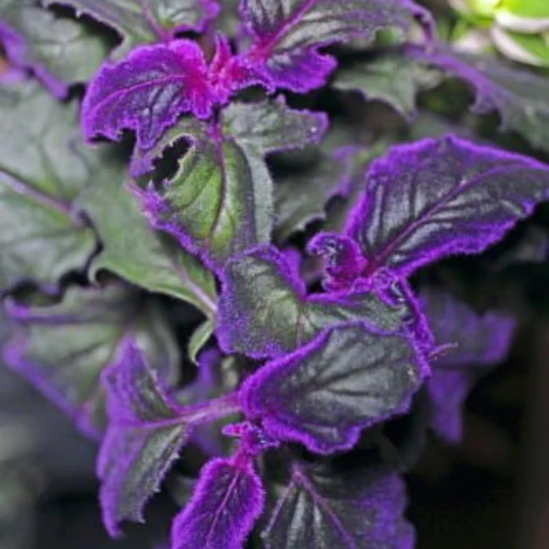 Purple Passion Gynura Live Plant – 2 Velvet Houseplants, 4-9 Inch Tall - Image 8