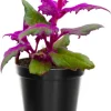 Purple Passion Velvet Plant Live (2-Pack), Gynura Aurantiaca, 4-9 Inch Tall, Indoor/Outdoor House Plant - Image 1