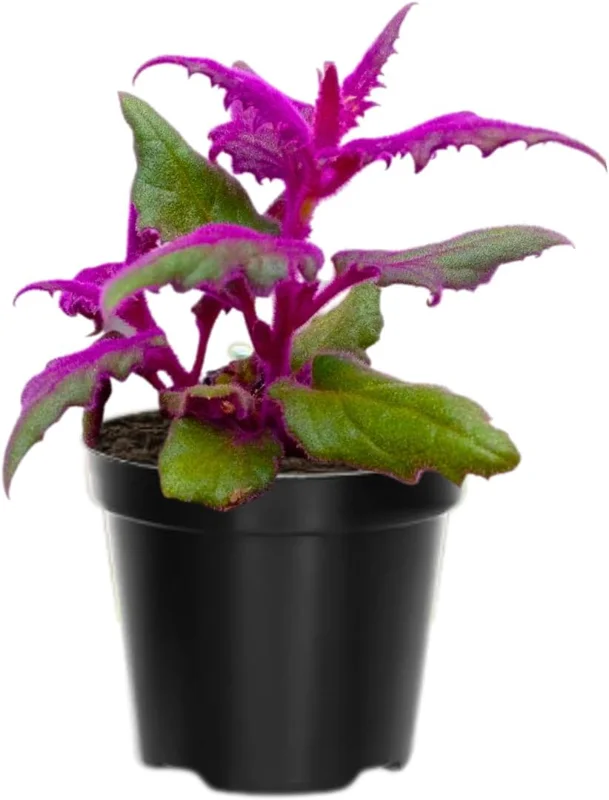 Purple Passion Velvet Plant Live (2-Pack), Gynura Aurantiaca, 4-9 Inch Tall, Indoor/Outdoor House Plant - Image 1