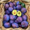 Purple Plum Tree Live Plant, 3-4 Ft Tall, Bareroot, Cold Hardy, Outdoor - Image 1