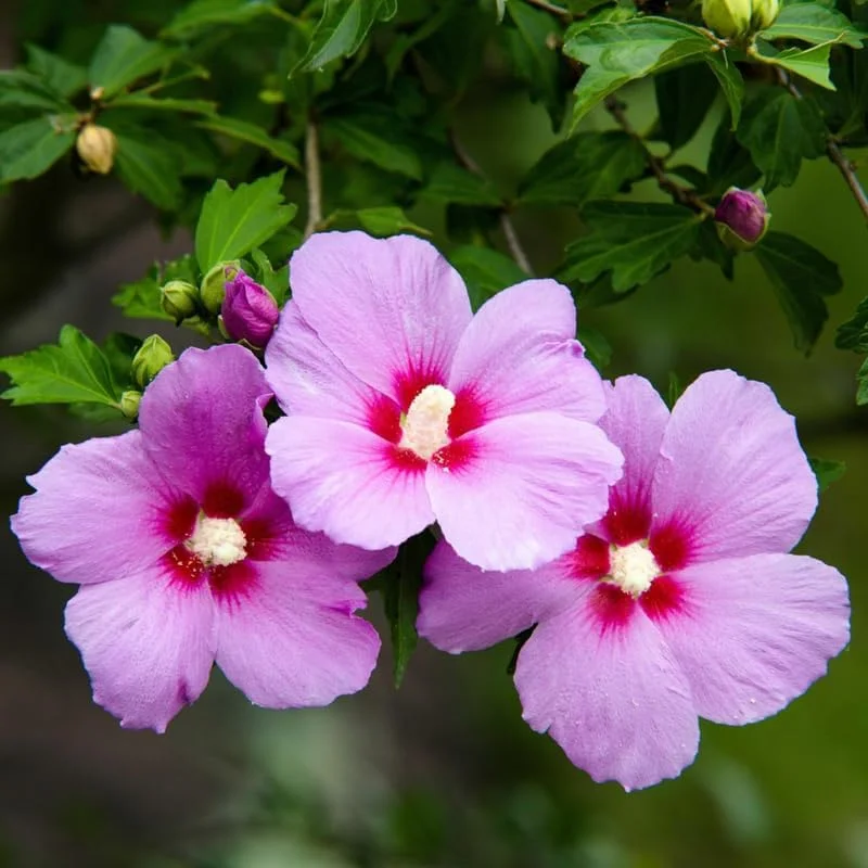 Purple Rose of Sharon Bush Live Plant, 6-14 inches Tall, Outdoor Hibiscus - Image 2