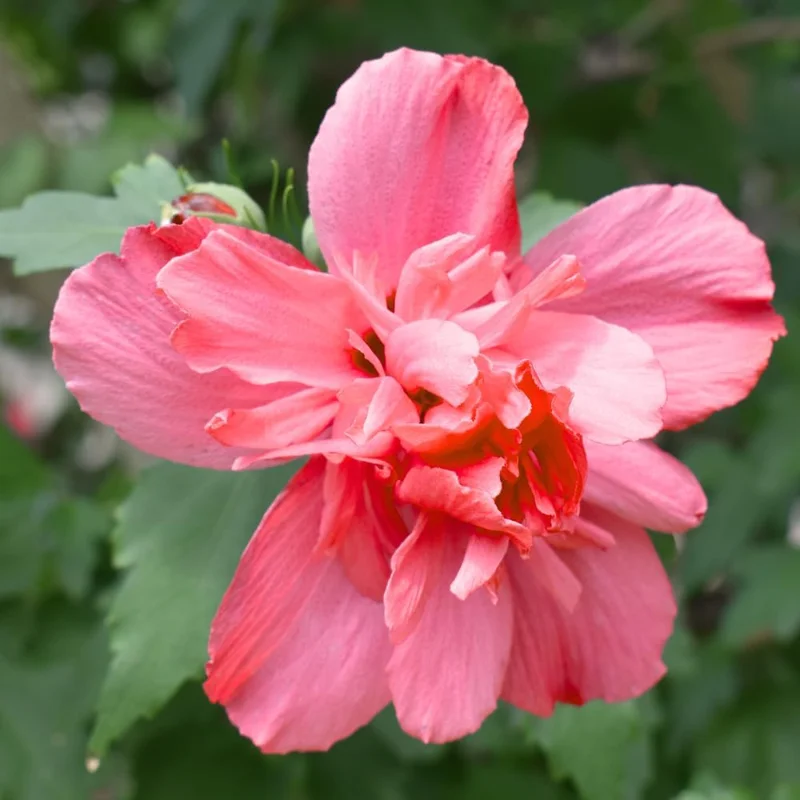 Purple Rose of Sharon Live Plant – 6-13 Inch Tall Althea Hibiscus Syriacus Shrub in Pot, USDA Zone 5 - Image 1