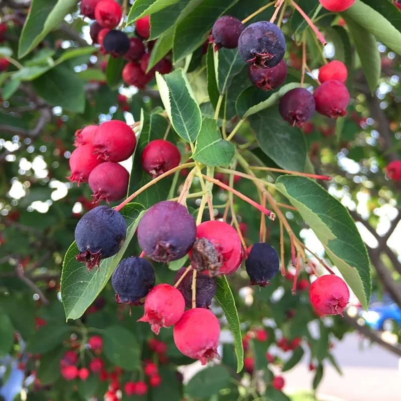 Purple Serviceberry Tree Live Plant – Hardy Fruit Tree 6-12 Inch – Outdoor - Image 2