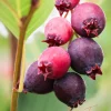 Purple Serviceberry Tree Live Plant – Hardy Fruit Tree 6-12 Inch – Outdoor - Image 1
