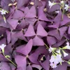 Purple Shamrock Live Plant - Oxalis Triangularis Houseplant in 2" or 4" Pot - Image 1