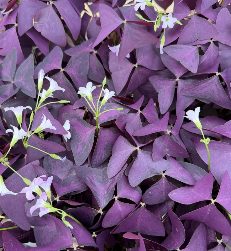 Purple Shamrock Live Plant - Oxalis Triangularis Houseplant in 2" or 4" Pot - Image 5