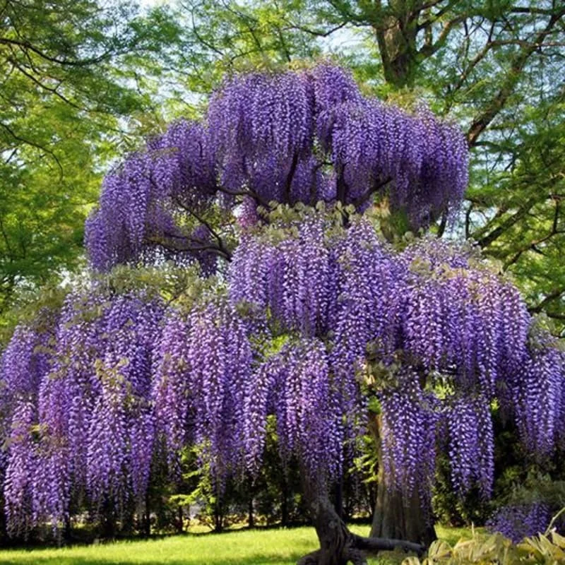 Purple Wisteria Live Plant – 6-12 Inch Potted Wisteria Tree – Hardy Perennial Vine – Outdoor - Image 2