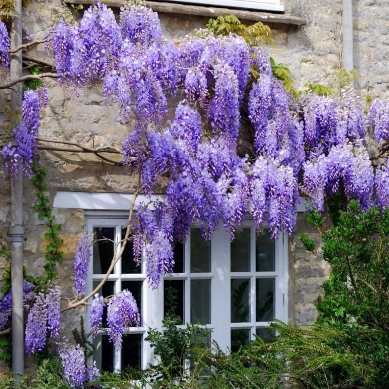Purple Wisteria Live Plant – 6-12 Inch Potted Wisteria Tree – Hardy Perennial Vine – Outdoor - Image 1