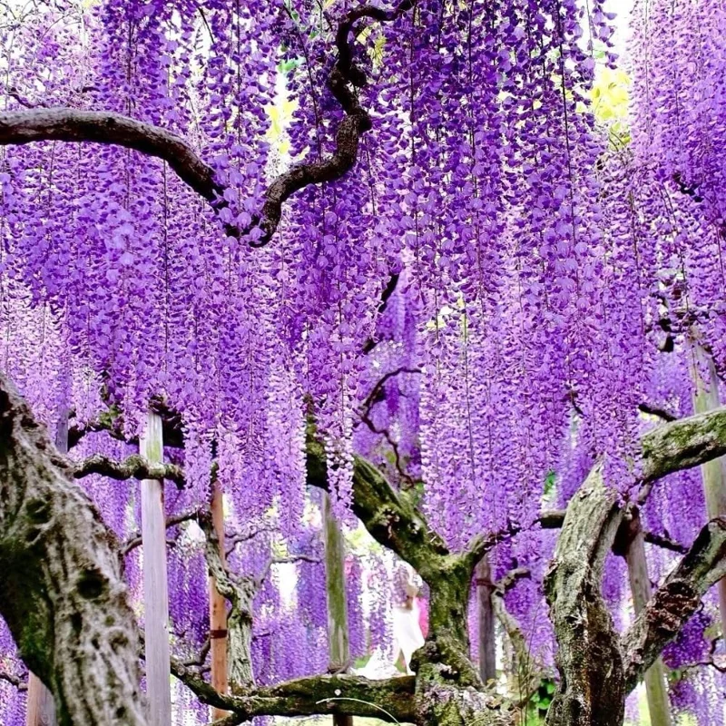 Purple Wisteria Live Plant, 6-12" Tall Vine, 2.5" Pot, Outdoor Fragrant - Image 2