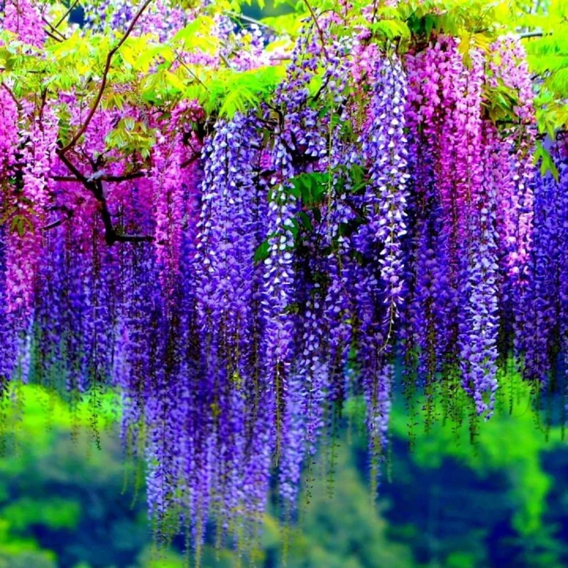 Purple Wisteria Live Plant, 6-12" Tall Vine, 2.5" Pot, Outdoor Fragrant - Image 3