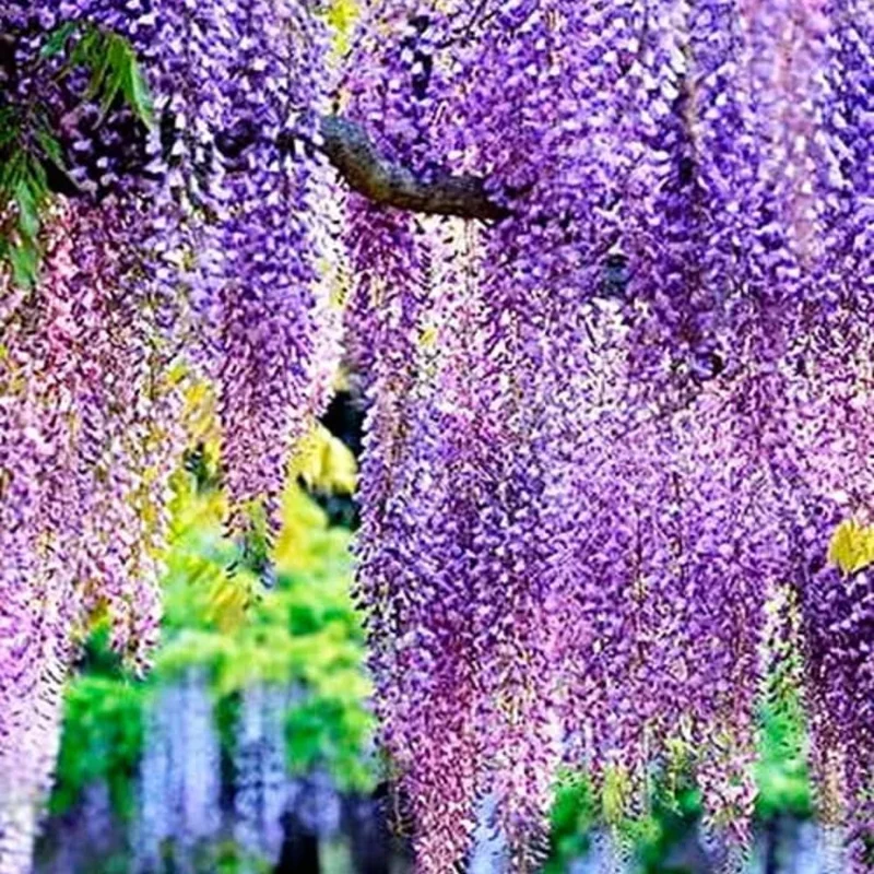 Purple Wisteria Live Plant, 6-12" Tall Vine, 2.5" Pot, Outdoor Fragrant - Image 6