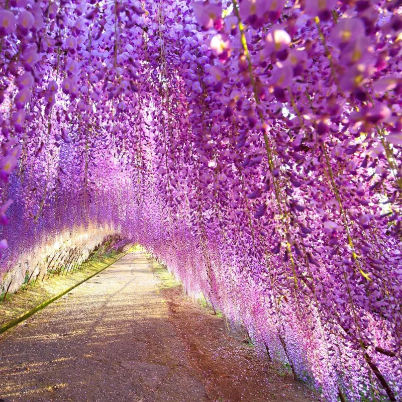 Purple Wisteria Live Plant, 6-12" Tall Vine, 2.5" Pot, Outdoor Fragrant - Image 7