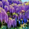 Purple Wisteria Live Plant, 6-12" Tall Vine, 2.5" Pot, Outdoor Fragrant - Image 1