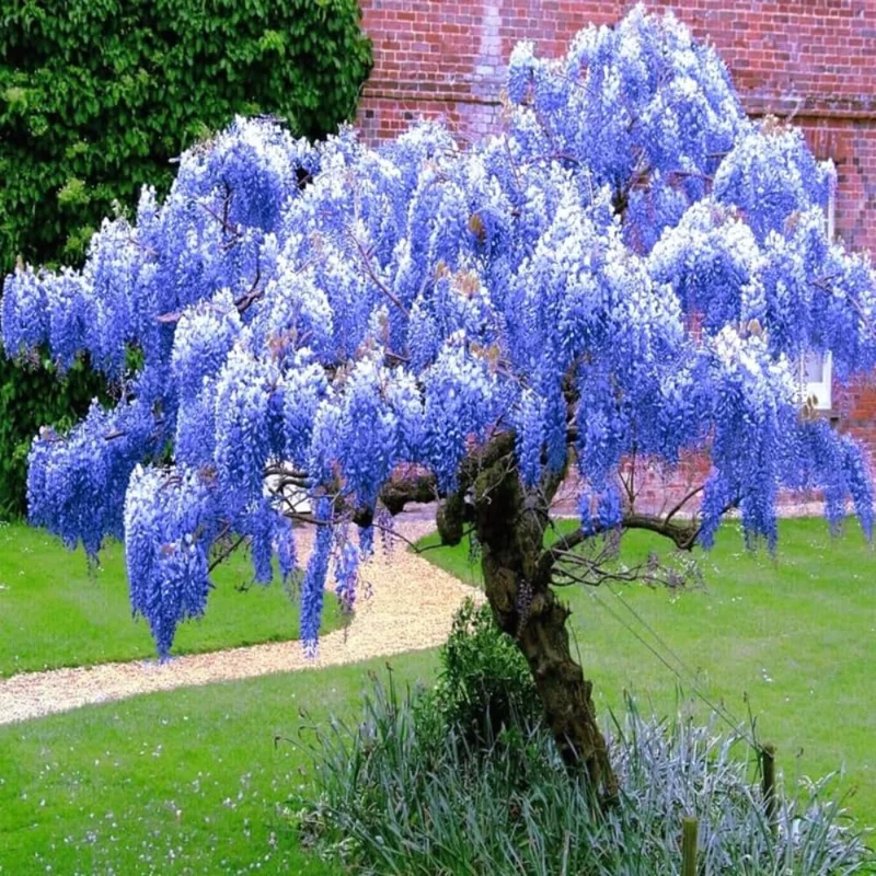 Purple Wisteria Trees Live Plant, 2-Pack, 6-12" Vine Shrub for Outdoor Planting - Image 2