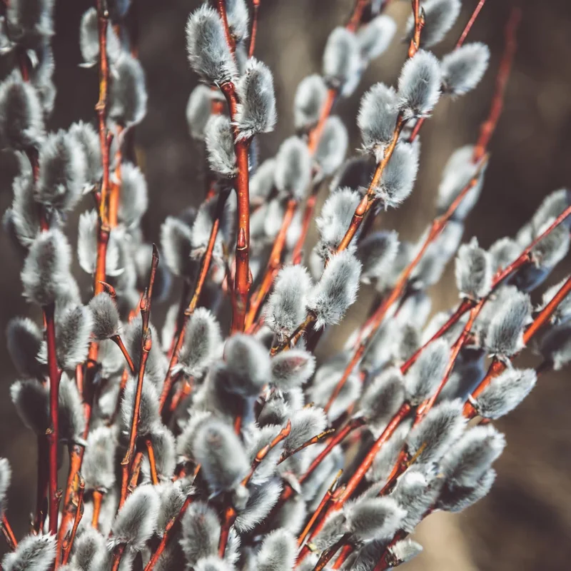 Pussy Willow Bare Root Trees - Set of 2, 1-2 Ft Tall, Fast-Growing Outdoor Plant - Image 1