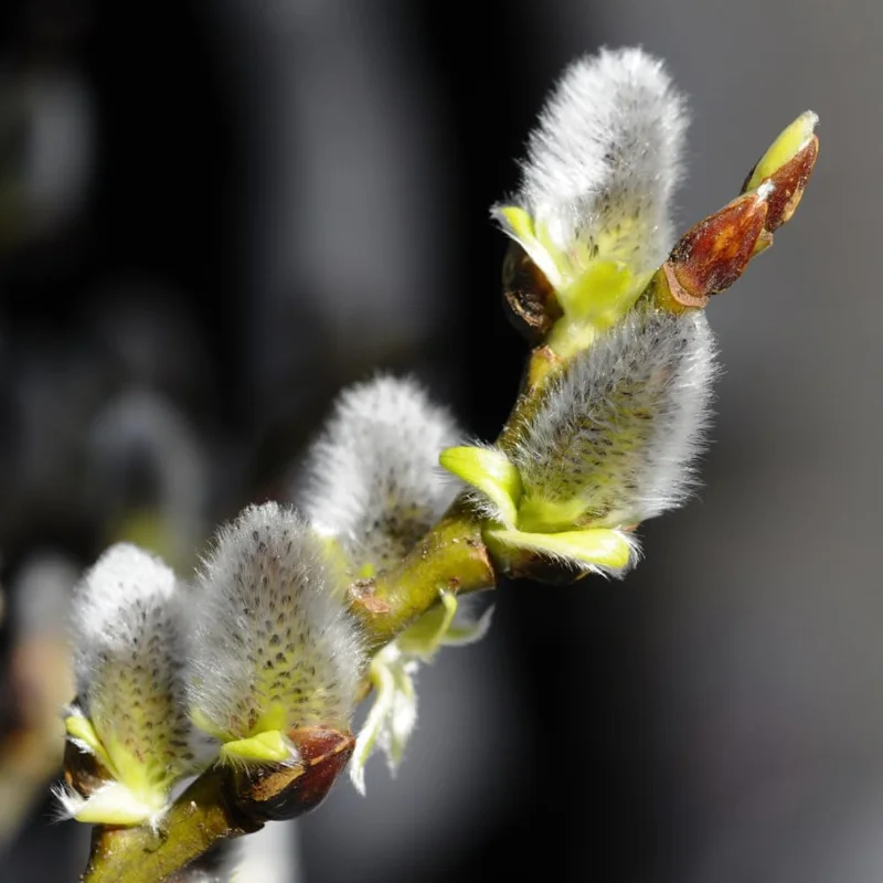 Pussy Willow Live Plant 2.5” Pot - Hardy Early-Blooming Ornamental Shrub for Outdoor - Image 3