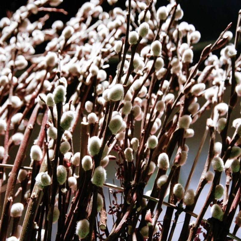 Pussy Willow Live Plant 2.5” Pot - Hardy Early-Blooming Ornamental Shrub for Outdoor - Image 5