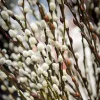 Pussy Willow Live Plant 2.5” Pot - Hardy Early-Blooming Ornamental Shrub for Outdoor - Image 1
