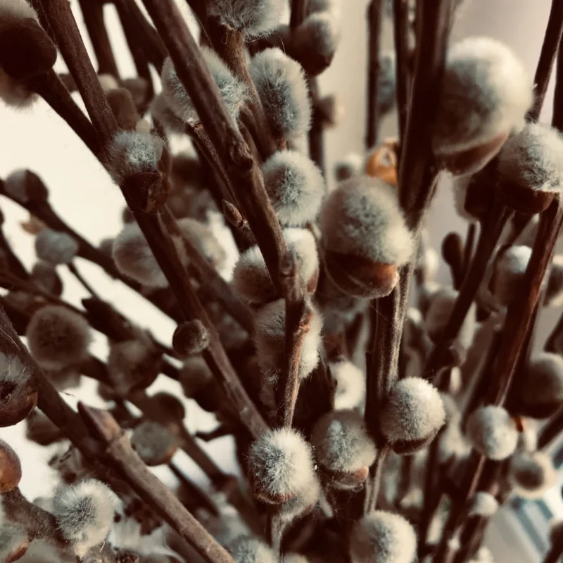 Pussy Willow Live Plant – Hardy Shrub for Spring Blooms – 2.5" Pot – 6-12" Tall - Image 1