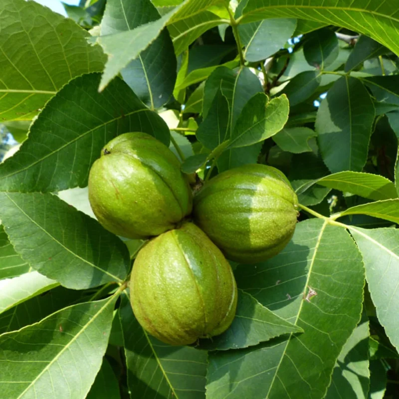 Rare Hickory Tree Live Plant – Cold Hardy, Dormant, 6-12" Tall, 1 Year Old Tree for Outdoor Planting - Image 3