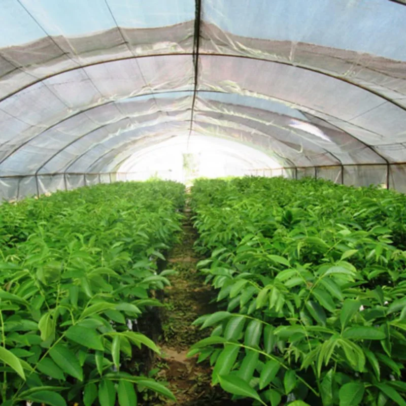 Rare Hickory Tree Live Plant – Cold Hardy, Dormant, 6-12" Tall, 1 Year Old Tree for Outdoor Planting - Image 4