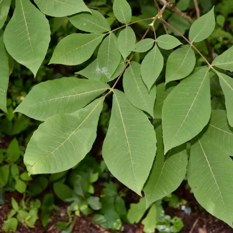 Rare Hickory Tree Live Plant – Cold Hardy, Dormant, 6-12" Tall, 1 Year Old Tree for Outdoor Planting - Image 7