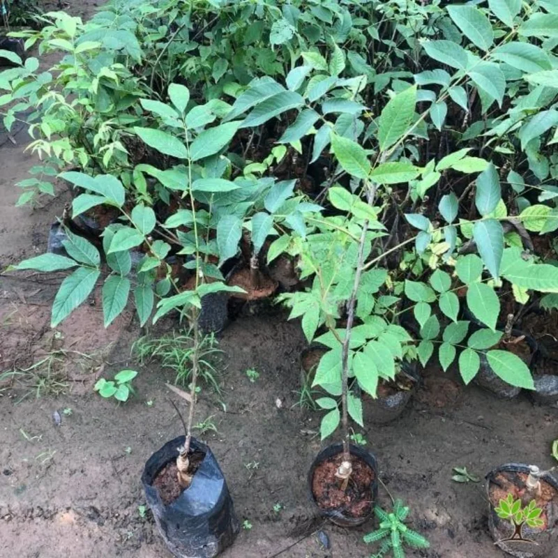 Rare Hickory Tree Live Plant – Cold Hardy, Dormant, 6-12" Tall, 1 Year Old Tree for Outdoor Planting - Image 8