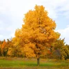 Rare Hickory Tree Live Plant – Cold Hardy, Dormant, 6-12" Tall, 1 Year Old Tree for Outdoor Planting - Image 1