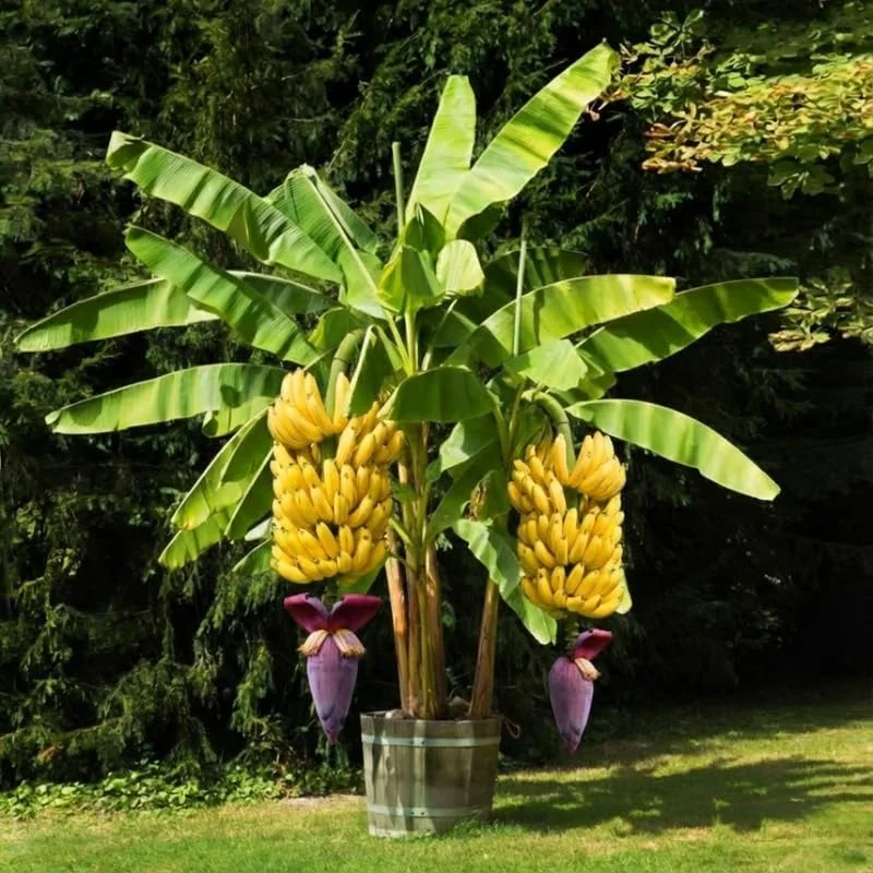 Rare Yellow Banana Plant Live - Musa, Cold Hardy Outdoor, 4-7" Tall - Image 1