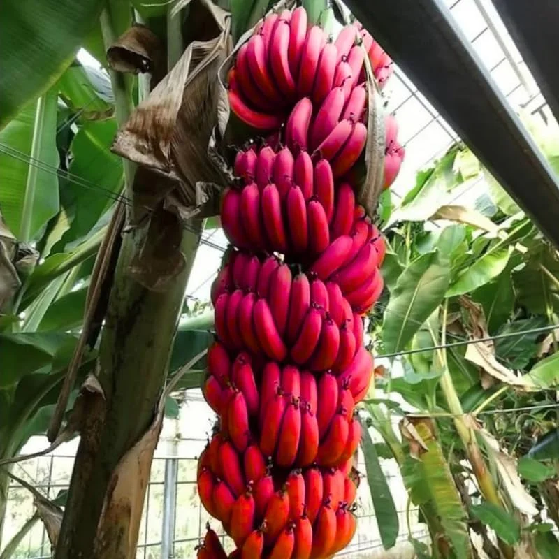 Red Banana Live Plant - Musa, Cold Hardy, 4-7" Tall for Indoor/Outdoor - Image 2