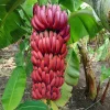 Red Banana Live Plant - Musa, Cold Hardy, 4-7" Tall for Indoor/Outdoor - Image 1