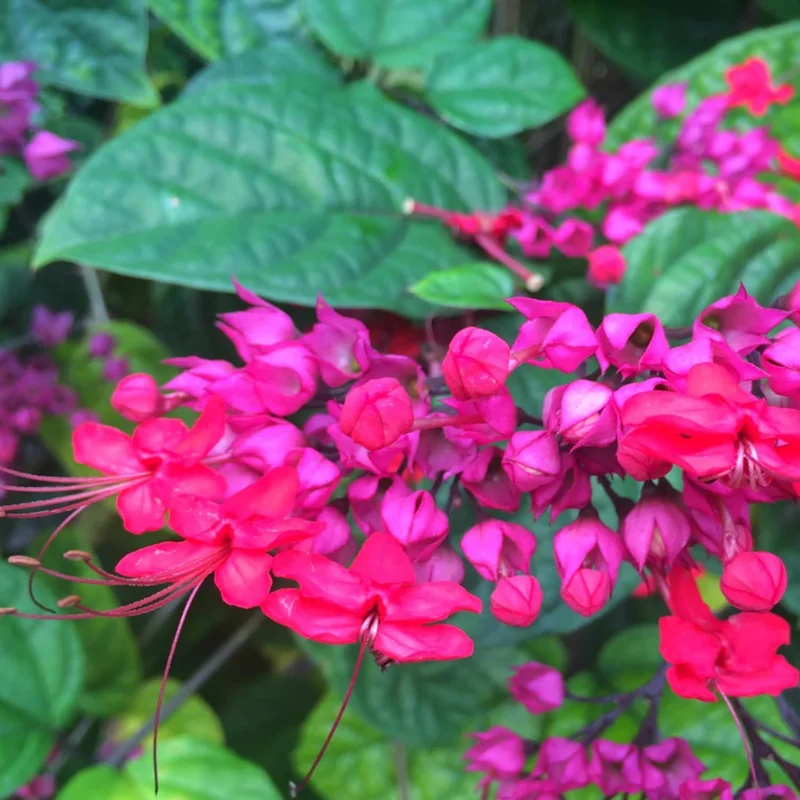 Red Bleeding Heart Live Plants - 2 Pack, 4-6 Inch Tall Perennial Shade Flower - Image 3