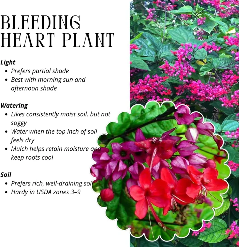 Red Bleeding Heart Live Plants - 2 Pack, 4-6 Inch Tall Perennial Shade Flower - Image 5
