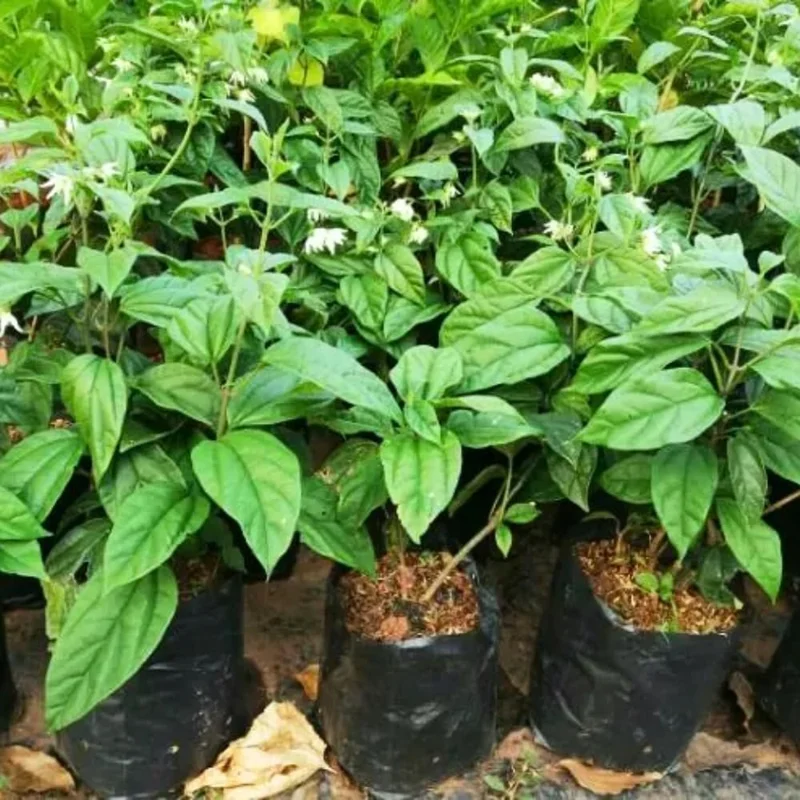 Red Bleeding Heart Live Plants - 2 Pack, 4-6 Inch Tall Perennial Shade Flower - Image 7