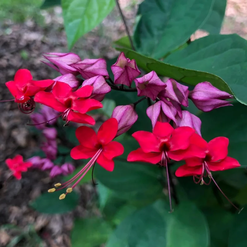 Red Bleeding Heart Live Plants - 2 Pack, 4-6 Inch Tall Perennial Shade Flower - Image 8