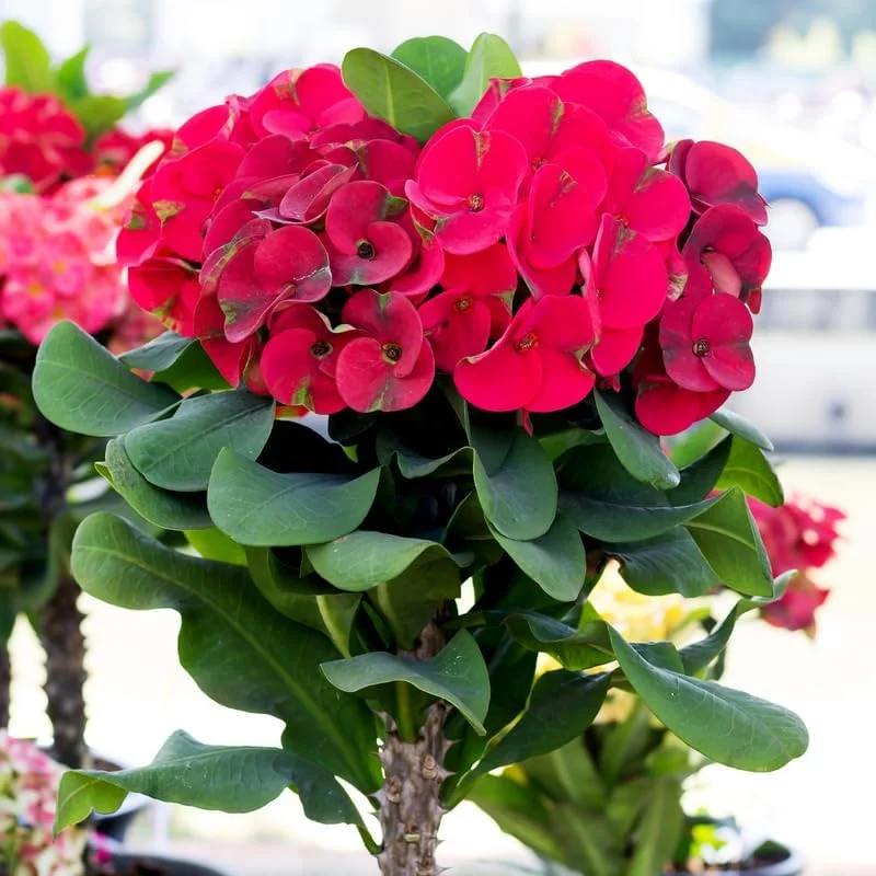 Red Crown of Thorns Plant - Live Euphorbia Succulent 4-7 Inches Indoor Outdoor - Image 1