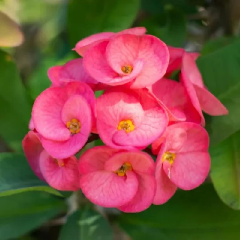 Red Crown of Thorns Plant - Live Euphorbia Succulent 4-7 Inches Indoor Outdoor - Image 2