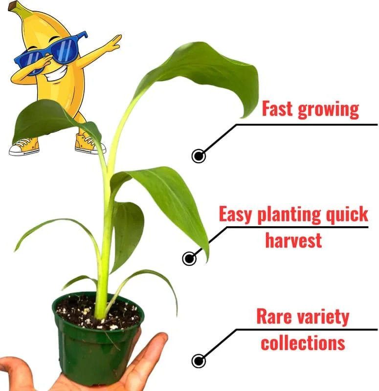 Red Cuban Banana Plant Live - Cold Hardy Musa - 4-7" Tall for Outdoor Planting - Image 2