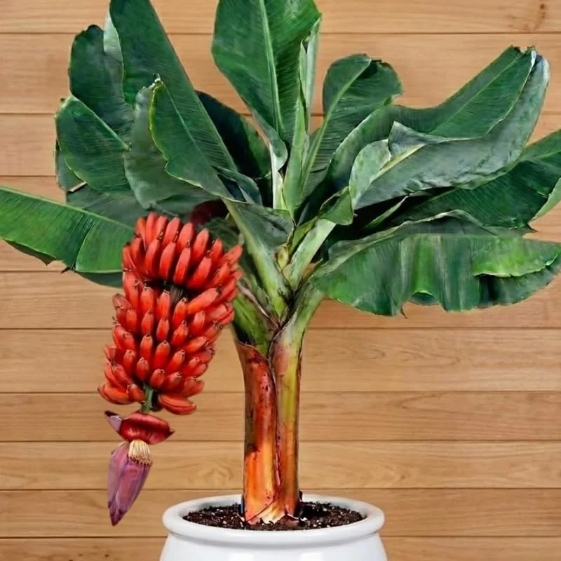 Red Cuban Banana Plant Live - Cold Hardy Musa - 4-7" Tall for Outdoor Planting - Image 1