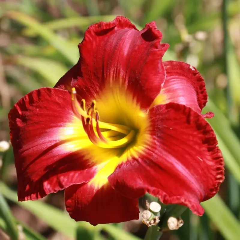 Red Daylily Bulbs - 3-Count Reblooming Perennial Flowers for Outdoor Gardens - Image 2
