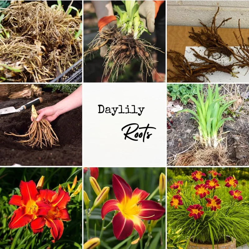 Red Daylily Bulbs - 3-Count Reblooming Perennial Flowers for Outdoor Gardens - Image 3